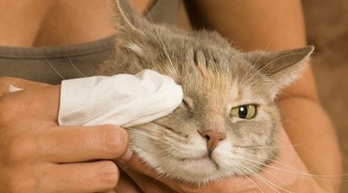 Ojos rojos gatos