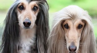 Cómo cuidar el pelo de un Galgo afgano