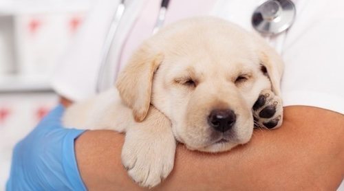 Coronavirus perros