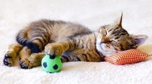 Consejos para que tu gato duerma toda la noche
