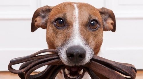 Acogida de animales: qué hacer si quieres ser casa de acogida