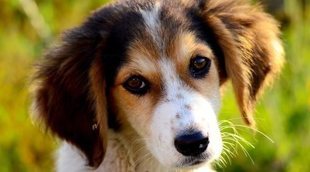 Perros mestizos: todo lo que debes saber