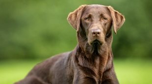 Pros y contras de adoptar un perro adulto