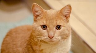 Razas de gato: Mist australiano
