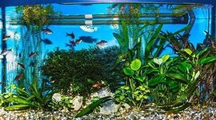 Aireador o bomba de aire para acuario: lo que debes saber