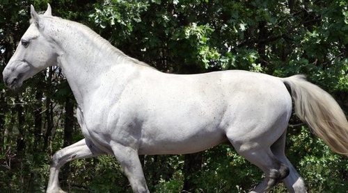 Caballos