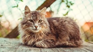 Cómo alimentar a un gato senior