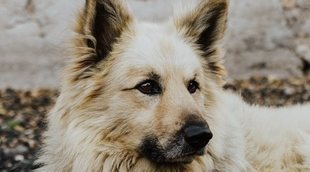 Razas de perro: Pastor garafiano
