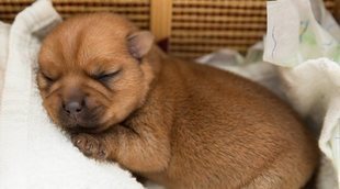 Consejos para que un cachorro duerma toda la noche