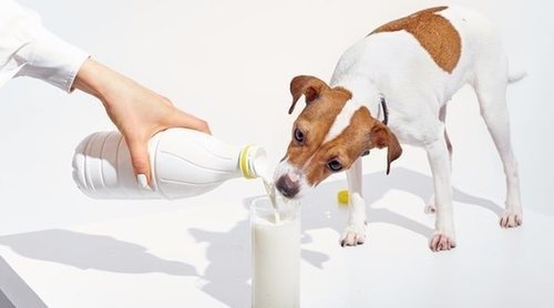 Calcio para perros