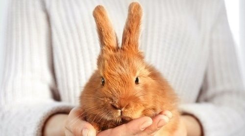 Mi conejo se ha arrancado una uña, ¿qué puedo hacer?