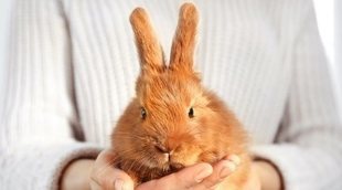 Mi conejo se ha arrancado una uña, ¿qué puedo hacer?
