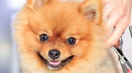 pelo de perros