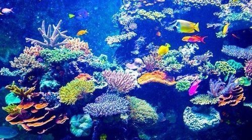 Cómo crear un acuario tropical