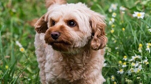 Cavapoo o cavoodle: Conoce todo sobre esta raza de perro