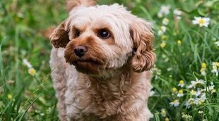 Cavapoo o cavoodle: Conoce todo sobre esta raza de perro