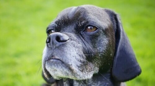 Longevidad perros