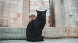 Gatos negros, arañas, murciélagos... Por qué estos animales son típicos de Halloween