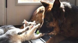 DNI animal: obligatorio en 2022 y otras novedades que debes saber