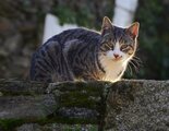 Colonias felinas: funcionamiento y dudas