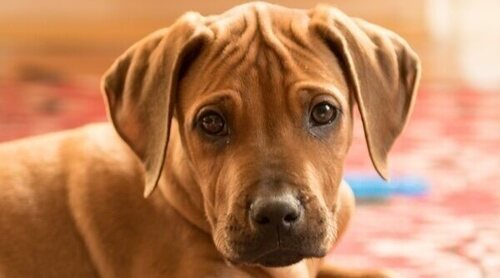 Rhodesian Ridgeback o Perro crestado Rodesiano: descubre esta raza de perro