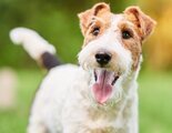 Wire Fox Terrier: conoce todo sobre esta raza de perro