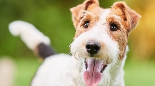 Conoce al Wire Fox Terrier