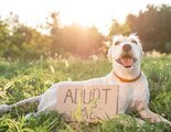 El problema de las devoluciones de animales adoptados en los primeros días
