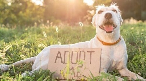 Animales adoptados