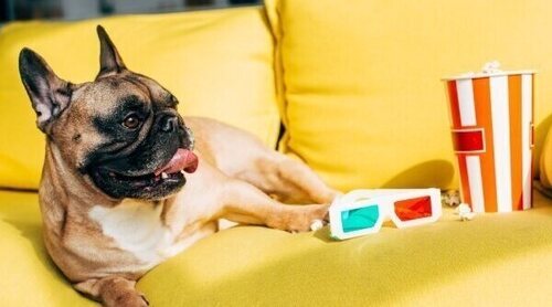 Cine para perros: disfruta con tu mascota de un día de película