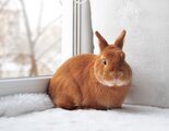 La respiración de los conejos: todo lo que debes saber