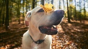 Cómo cuidar a nuestras mascotas ante los cambios de otoño
