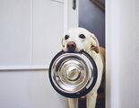 Resuelve tus dudas sobre la dieta BARF: beneficios, problemas de salud y edad del perro