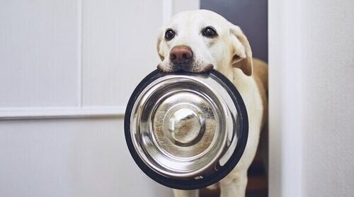 Resuelve tus dudas sobre la dieta BARF: beneficios, problemas de salud y edad del perro