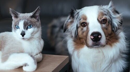 Ley de Bienestar Animal: todo lo que debes saber sobre los cambios que han entrado en vigor