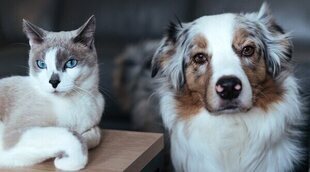 Ley de Bienestar Animal: todo lo que debes saber sobre los cambios que han entrado en vigor