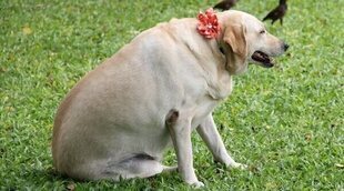 Cómo se identifica la delgadez o el sobrepeso preocupante en perros y gatos