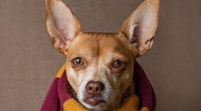 Todo lo que debes saber para elegir el abrigo más adecuado para tu perro