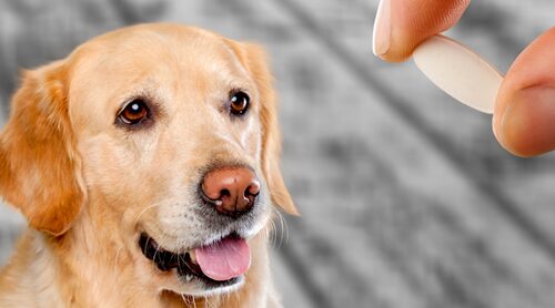 Probióticos para perros: para qué sirven y cuándo darlos