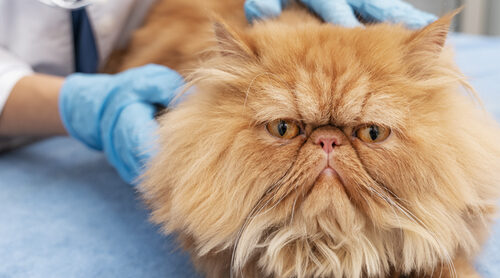 Microchip en gatos: por qué ponerlo y si es obligatorio