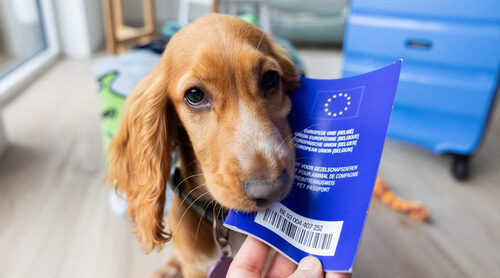 Pasaporte para mascotas: cómo viajar por Europa con tu perro o gato