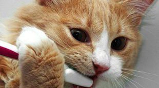 Cómo limpiar los dientes de tu gato
