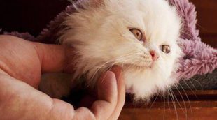 Dónde y cómo acariciar a un gato