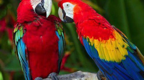 Cómo detectar a un pájaro enfermo