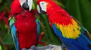 Cómo detectar a un pájaro enfermo