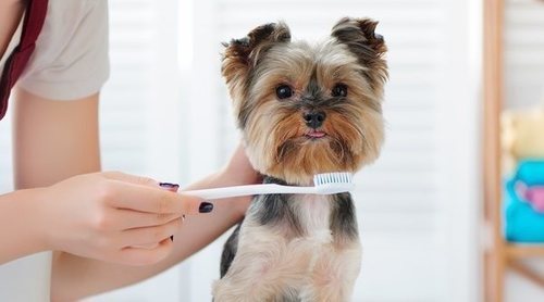 Cómo limpiar los dientes de un perro