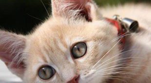 ¿Cómo y cuándo debo vacunar a mi gato?