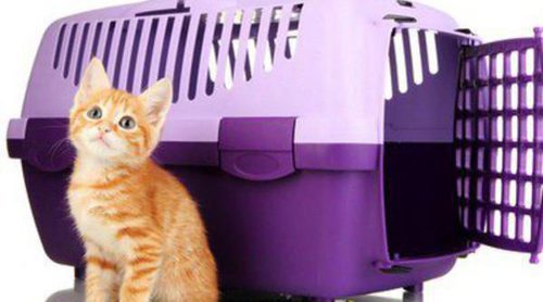 Formas de transportar a tu gato