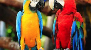 Pájaros que hablan