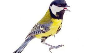 Pájaros que cantan